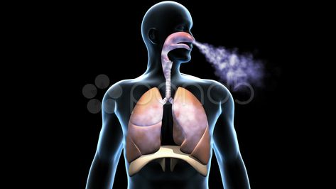 Respiratory System, Breathing Lungs with Airflow Stock Footage,#Breathing#System#Respiratory#Lungs Computational Fluid Dynamics, Healthy Book, Respiratory Infection, System Model, Health Trends, Fitness Inspiration Body, Hair Up Styles, Respiratory System, Free Footage