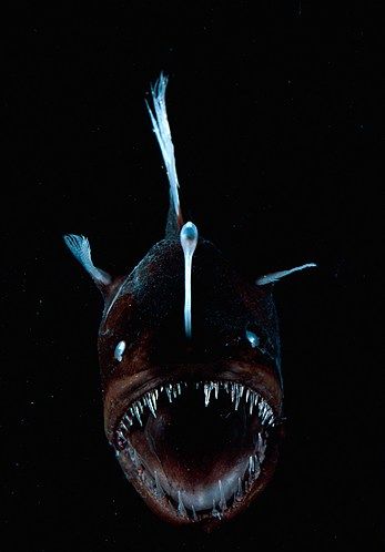 Deep Sea Anglerfish: A fleshy growth, or lure, projects from this fish's head and attracts prey. When touched, it triggers the anglerfish's teeth to attack. Photo Deep, Deep Sea Life, Creature Marine, Fauna Marina, Deep Sea Creatures, Angler Fish, Underwater Creatures, Underwater Life, Sharp Teeth