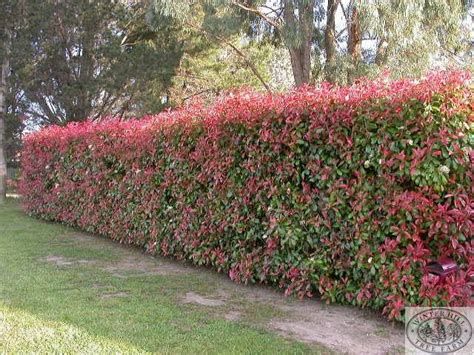 Garden Hedges, Privacy Plants, Hedging Plants, Privacy Landscaping, Garden Shrubs, Fence Landscaping, Tree Farm, Chelsea Flower Show, Clear White