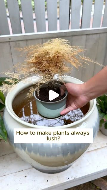 Water Plants Indoor, Amaryllis Plant, Potted Plants Patio, Garden Hacks Diy, Garden Gadgets, Lotus Garden, Garden Remedies, Small Vegetable Gardens, Watering Plants