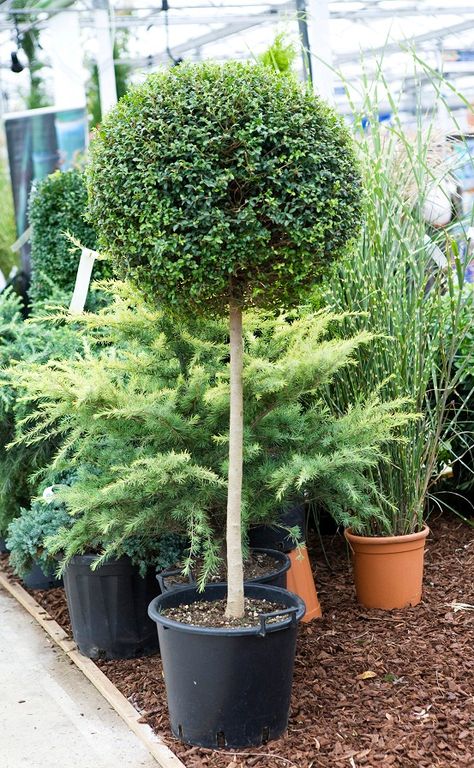 Lollipop Trees, Lollipop Tree, Soil Type, Topiary Tree, Winter Planter, Topiary Trees, Small White Flowers, Very Cold, Types Of Soil