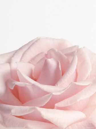 Pink Flower Pictures, Tout Rose, Cottage Rose, Pale Pink Roses, Colorful Roses, Rose Pastel, Tickled Pink, Everything Pink, Powder Pink