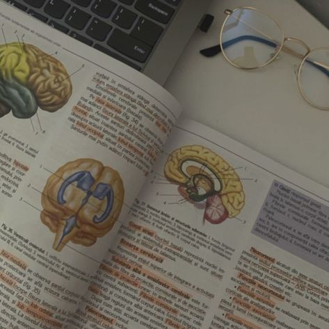 Psychology Lab Aesthetic, Psychology Grad School Aesthetic, Psychology Grad School, Grad School Aesthetic, Research Aesthetic, Aesthetic Hospital, Brain Aesthetic, Lab Aesthetic, Study Anatomy