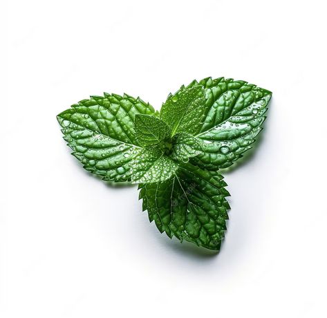 Premium Photo | A piece of mint with a leaf on it Mint Leaf, Mint Leaves, Vector Photo, Premium Photo, Art Journal, Graphic Resources, Free Design, Mint, Quick Saves