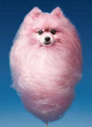 Pomeranian-Cotton Candy Publicidad Creativa, Candy Floss, Dog Shampoo, Arte Inspo, Pink Dog, Print Advertising, Ads Creative, Creative Advertising, Advertising Design