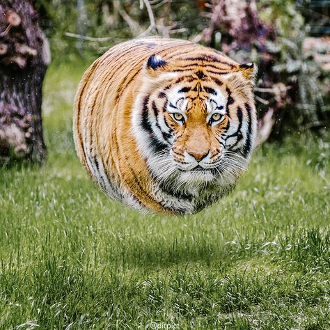 Tiger Photo, Golden Tiger, Geometric Animals, Silly Animals, Silly Cats, Animals Images, Cuteness Overload, Big Cats, Funny Photos