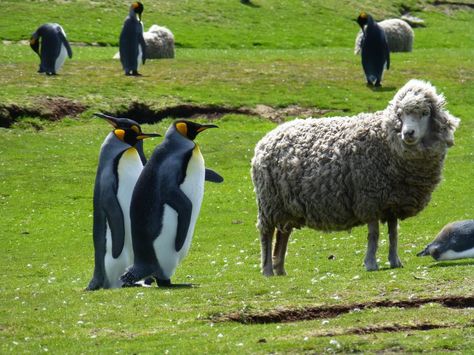 The Falkland Islands have penguins AND sheep!!! I'm looking up tickets now. via Adventure Life Stanley Falkland Islands, Wildlife Week, Adventure Life, King Penguin, Sheep Farm, Falkland Islands, Island Tour, Random Pictures, Island Travel