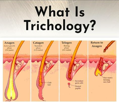 Trichology Hair, Skin Diseases And Disorders, Hair Structure, Hair Anatomy, Hair Theory, Hair Diseases, Hair Medicine, Hair Growth Methods, Skin Anatomy