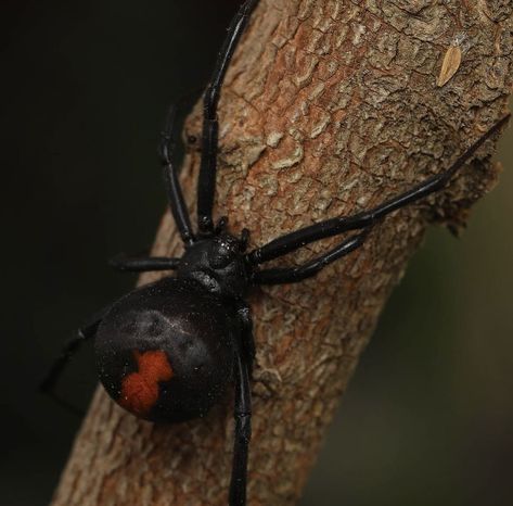 Deadly spiders of the world - Redback Spider Redback Spider, Arachnids, Spiders, The 10, Collage, The World, Pins, Quick Saves