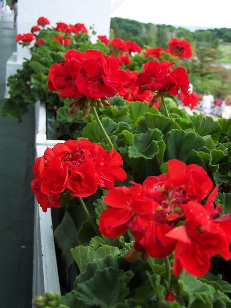 View from the front: The Grand Hotel Geraniums Garden, Easy To Grow Houseplants, Geraniums Red, Geranium Plant, Red Houses, Very Beautiful Flowers, Red Geraniums, Landscaping Tips, Flower Box