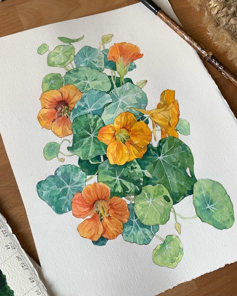 Here’s how I created my nasturtium babies 🌸🌿 @anniebosmacreative thanks for awesome reference pictures! Silly little tag section: #botanicalart #nasturtium #nasturtiumflowers #watercolourpainting #watercolorbotanicals #plantlife #plantlovers #gardeninspiration #gardenlover #flowerchild Watercolor Nasturtium, Watercolour Plants, Contemporary Botanical Art, Plant Study, Fabric Painting Techniques, Mood Colors, Watercolor Plants, Watercolor Flower Art, Reference Pictures