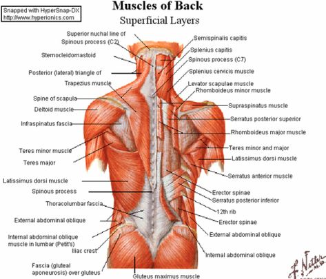 A General Introduction To The Muscular System – femuscleblog Lower Back Muscles Anatomy, Supraspinatus Muscle, Teres Major, Serratus Anterior, Muscle Diagram, Traps Workout, Upper Back Exercises, Slim Yoga, Human Back