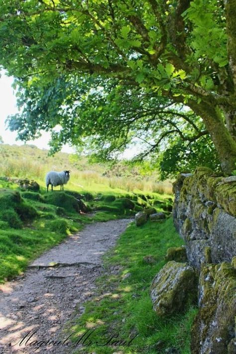 Dartmoor England, Country Lane, British Countryside, A Sheep, Country Scenes, Country Farm, Green Gables, Magical Christmas, England Uk