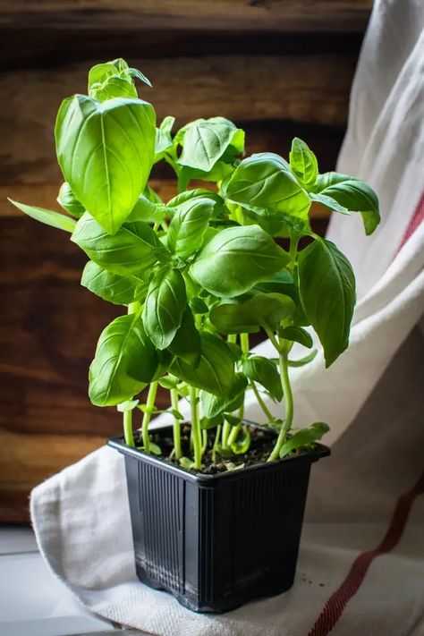 Holy Basil Benefits, Growing Basil Indoors, Harvesting Basil, Regrow Vegetables, Growing Basil, Basil Seeds, Basil Plant, Thai Basil, Sweet Basil