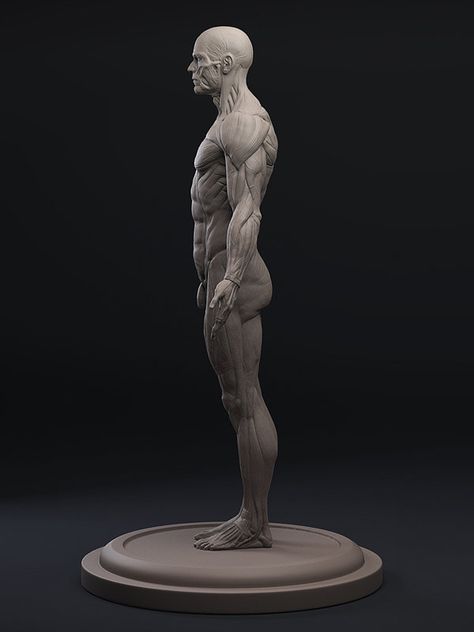 ArtStation - Echorce', Daniel Crossland Detailed Anatomy, Zbrush Anatomy, Human Anatomy Reference, 3d Anatomy, Man Anatomy, Anatomy Sculpture, Anatomy Models, Anatomy Tutorial, Realistic Drawing