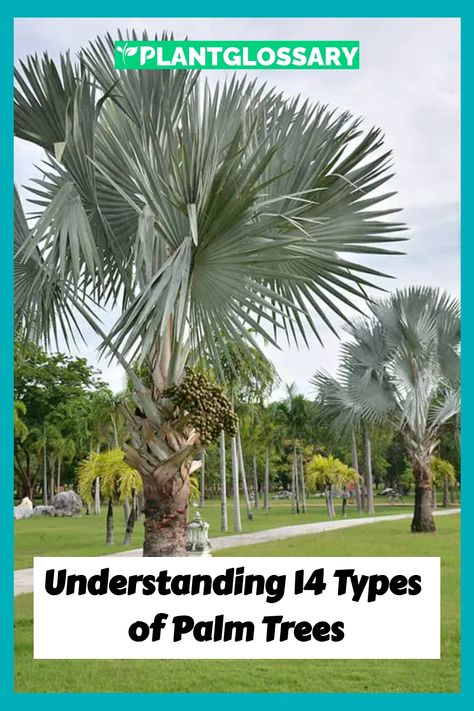 Understanding 14 Types of Palm Trees Types Of Palm Trees, Bismarck Palm, Needle Palm, European Fan Palm, Mexican Fan Palm, Canary Island Date Palm, Small Palm Trees, Bamboo Palm, Date Palm