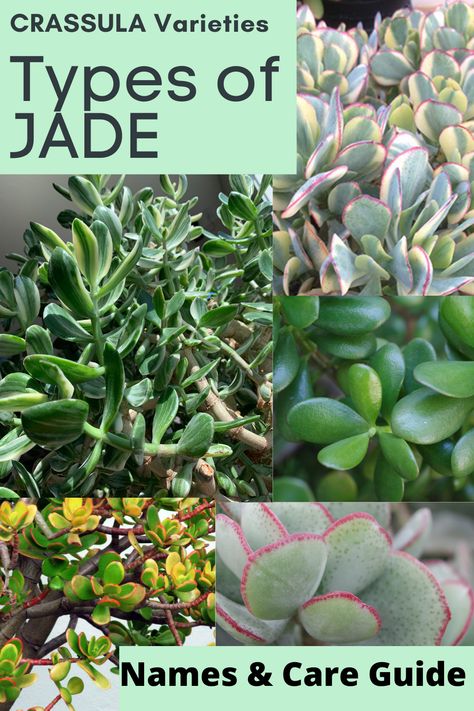 The Jade plant is a very popular houseplant because it is super easy to care for. Perfect for beginners or the forgetful gardener. They thrive in most indoor environments, making their lush green leaves a great addition to any home or office. Jade plants are a species of succulent plants in the genus Crassula (pronounced KRASS-oo-luh or KRASS-uh-luh) and family Crassulaceae (pronounced Krass-yoo-lace-ee). Jade Plant Flower, Jade Succulent Plant Care, Types Of Jade Plant, Crassula Succulent Types, Houseplant Tips, Jade Plant Care, Jade Succulent, Jade Bonsai, Succulent Species