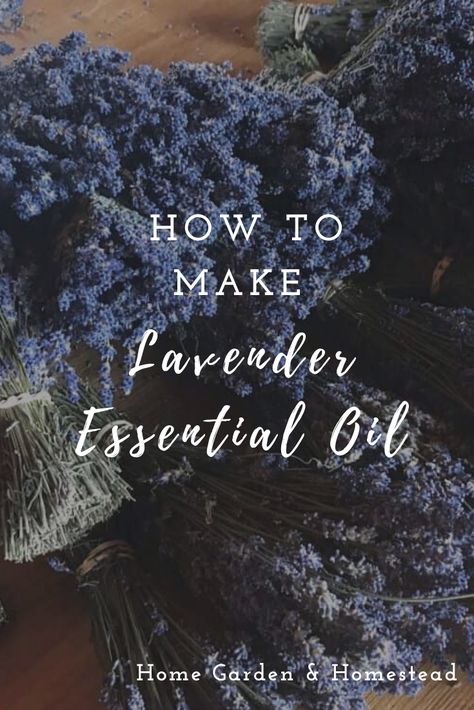 An easy recipe for how to make lavender essential oil. Plus, nine more easy ways to use fresh homegrown lavender. These range from culinary uses, medicinal remedies, and a wide variety of household uses. #lavenderoil #lavender Lavender Perfume Diy, How To Make Lavender Oil, Fresh Lavender Uses, Make Lavender Essential Oil, Lavender Oil Diy, Homemade Lavender Oil, Medicinal Remedies, Lavender Diy, Lavendar Oil