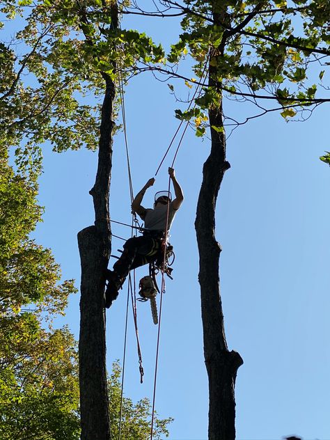 Trust an experienced professional to remove your trees. Skilled climbing and rigging to remove branches, protects your home and property from potential damage.  #arborist#climber#skilledworker#treesurgeon#treeremoval Arborist Climbing Trees, Cornish House, Arborist Climbing, Stump Grinding, Johanna Mason, Rope Climb, Climbing Trees, Branch Tree, Tree Climbing