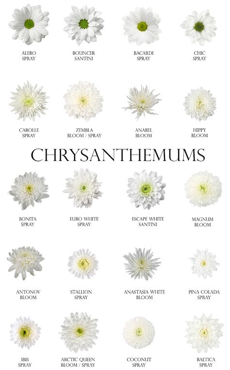 Crysanthemum Flower, Chrysanthemum Meaning, Chrysanthemum Flower Arrangement, November Flower, Flower Chart, White Chrysanthemum, Plant Care Houseplant, Flower Guide, Flower Meanings