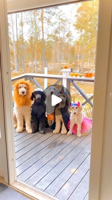 Fabulous Doodles (Oona Roswald) on Instagram: "Magical visitors at the Fairytale Cottage ✨ #trickortreat
.
.
They got ALL the treats 🧁🍭🍰
.
.
.
Can you guess who is wearing what costume? 🦄🧙🏼‍♀️👻💀🦁
.
And don’t worry, we’ve got a special something planned for you all this Halloween 🎃 But for now it’s just been so busy with some very exciting news (!) so a little behind on this years trick or treating 👻🍭 But we do have 14 different costumes (or actually we have 18 if you count the 2 cats and both Dogmom and Dogdad are joining in this year 🧡). So hang in there! Love you all Xx 😘 
.
#halloween 
.
.
.
.
.
.
.
.
.
.
.
.
#spookyseason #instagram #doggo #dogsofinstagram #trickortreat #tbt #weekend #labradoodle #ilovemydog #dog #puppy #puppylove #dogs #goldendoodle #goldenretriever #gol Fairytale Cottage, 2 Cats, Hang In There, So Busy, Trick Or Treating, Labradoodle, Guess Who, Exciting News, Goldendoodle