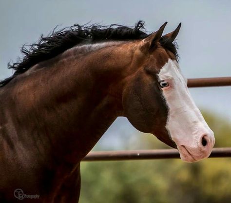 X Bald Face Horse, Bald Face, Horse Crazy Girl, American Paint Horse, American Paint, Reference Pics, American Quarter Horse, Beautiful Horse, Horse Drawings