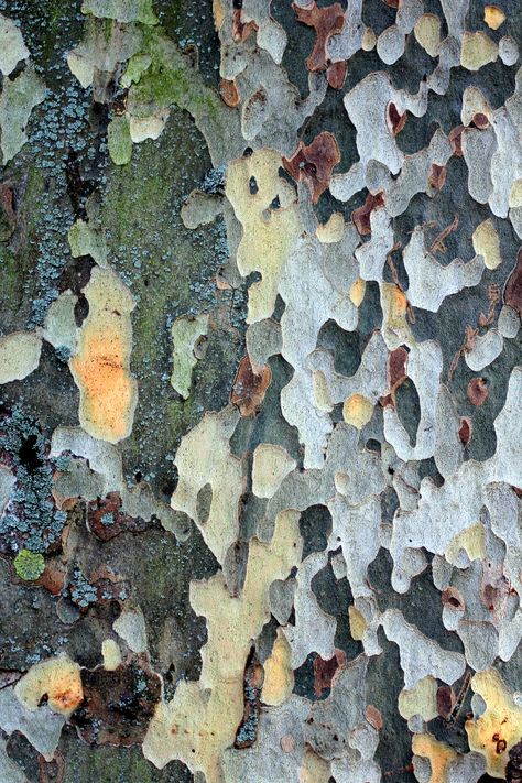 Boom Kunst, Foto Macro, Plane Tree, Texture Inspiration, Organic Forms, Tree Bark, Natural Forms, Patterns In Nature, Beautiful Tree