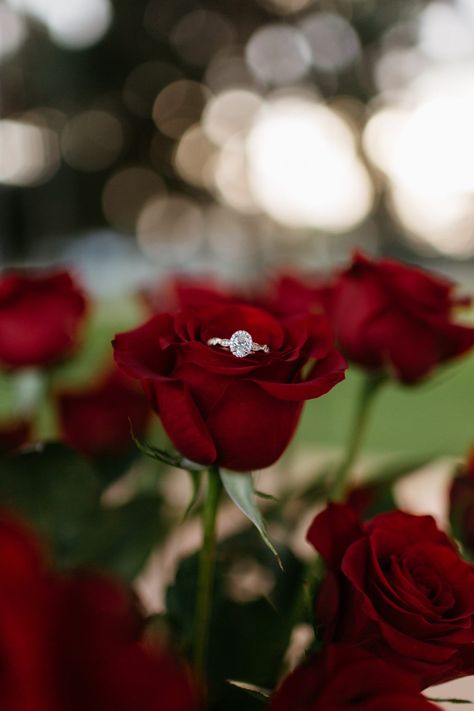 Proposal Bouquet Roses, Flower Campaign, Marriage Proposal Videos, Best Marriage Proposals, Hunting Adeline, Proposal Inspiration, Proposal Videos, A Bouquet Of Roses, Infinity Engagement Ring