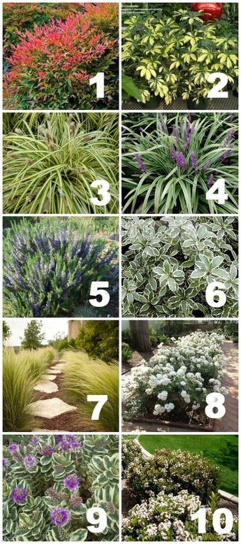 Front Yard Plants, Drought Tolerant Garden, Drought Tolerant Landscape, Landscape Designs, Front Lawn, Have Inspiration, The Secret Garden, Drought Tolerant Plants, Indoor Gardening