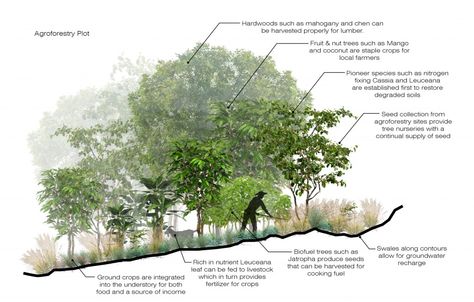 #AGROFORESTRY - Urban Design - Royal Docks: Storyboard Karol Elephant Ears Garden, French Garden Landscaping, Country Garden Landscaping, Landscaping Water Feature, Urban Forest, Permaculture Design, Post Facebook, Landscape Design Plans, Farmhouse Garden