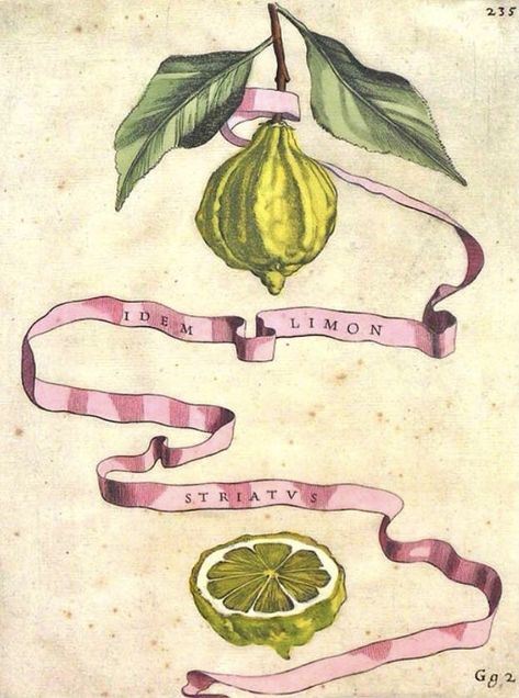 Vintage Fruit Illustration, Frida Art, Six Feet Under, Antique Prints, Botanical Illustration, Botanical Art, Vintage Images, Botanical Prints, Vintage Illustration