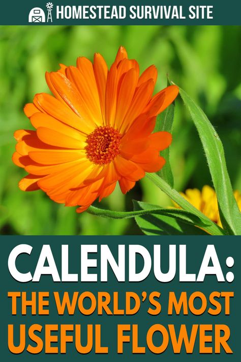 Calendula Properties, Calendula Flowers, Medicinal Wild Plants, Calendula Flower, Medicinal Herbs Garden, Homestead Survival, Digestion Problems, Wild Plants, Healing Herbs