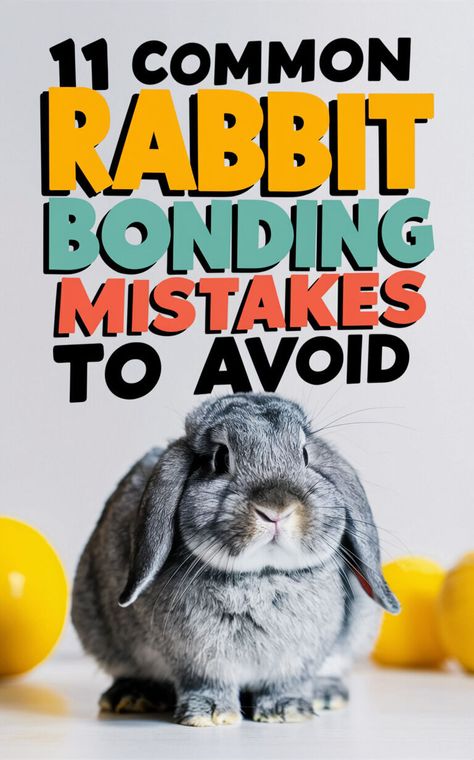 Avoid these common rabbit bonding mistakes to ensure a happy and harmonious relationship 🐇💕 #rabbitbonding #bunnylove #petcaretips Bonding Bunnies, Bonding Rabbits, Rabbit Bonding, Rabbit Things, French Lop, Outdoor Rabbit, Rabbit Behavior, Harmonious Relationship, Outdoor Rabbit Hutch