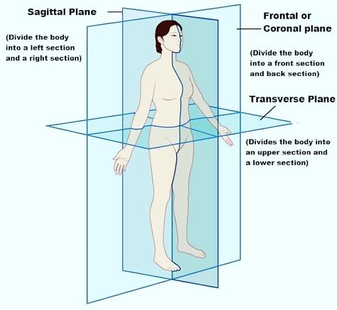 Body Planes And Body Sections Planes Of The Body Anatomy, Anatomy Figure Drawing, The Body Anatomy, Body Planes, Sagittal Plane, Longitudinal Section, Types Of Angles, Vertical Angles, Pet Scan