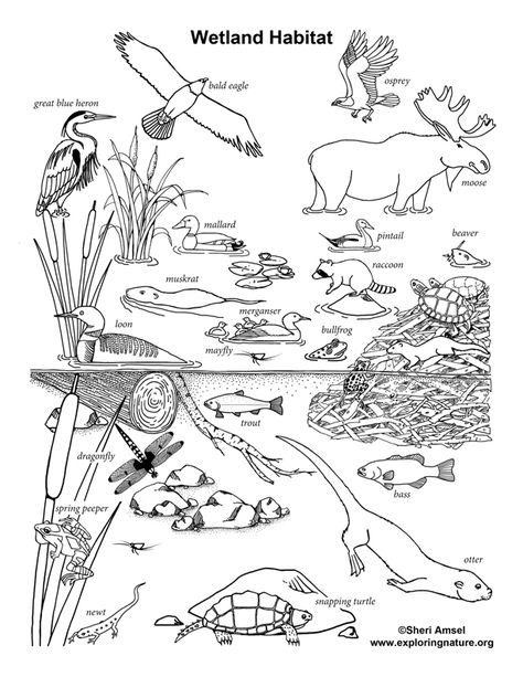 Learn about habitats and animals with simple, fun activities from Exploringnature.org Wetlands Activities, World Wetlands Day, Animal Habitat, Coloring Pages Nature, Animal Worksheets, Preschool Homeschool, Nature School, Colouring Sheets, Colouring Page