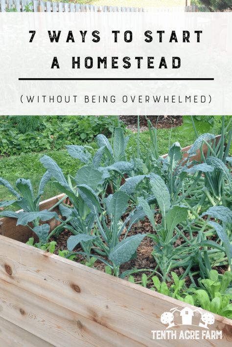 Start A Homestead, Suburban Homestead, Permaculture Design Course, Micro Farm, Modern Homesteading, Homesteading Diy, Homesteading Skills, Permaculture Design, Achieve Your Dreams