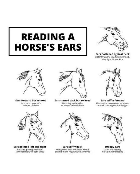 Tapestry Equine Products Inc. on Instagram: "How good are you at reading your horse’s body language? 🤔Being able to read them can be extremely helpful in building a connection and understanding if something is wrong!⁠ ⁠ Your horse’s ears are one of the most expressive parts of them. Tense ears may signal something is wrong. If you notice your horse reacting negatively during tack up they may be girthy. The Tapestry Comfort Girth features elastic where they need it most, breathing with them to c Animal Body Language, Horses Body Language, Horse Assesories Products, Horse Tack Knowledge, How To Tack A Horse, Unique Horse Markings, How To Train A Horse, How To Take Care Of A Horse, Horse Needs