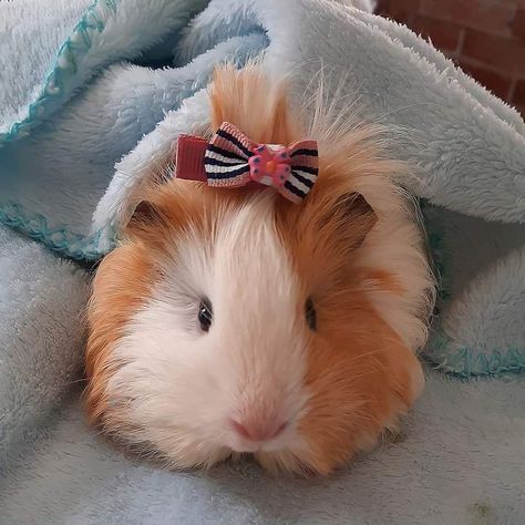 Guinea Pig Clothes, Diy Guinea Pig Cage, Guinea Pigs Funny, Baby Guinea Pigs, Pig Design, Pet Guinea Pigs, Guinea Pig Care, Cute Guinea Pigs, Pets Cute