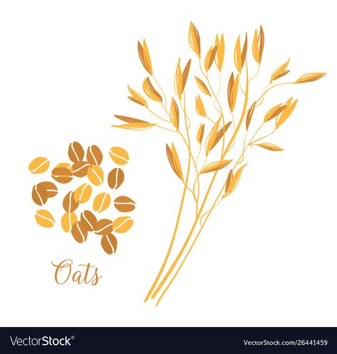 Protein Illustration, Oat Plant, Milk Drawing, Seed Illustration, Booster Juice, Breakfast Design, Oat Cereal, Quaker Oats, Milk Packaging