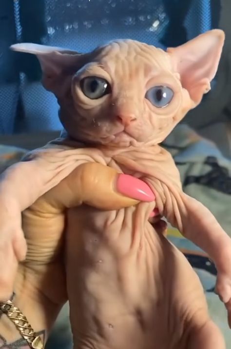 Naked Cat Funny, Naked Cat, Cat Throwing Up, Hairless Cats, Glass Cat, Hairless Cat, Pretty Animals, Sphynx Cat, Sphynx