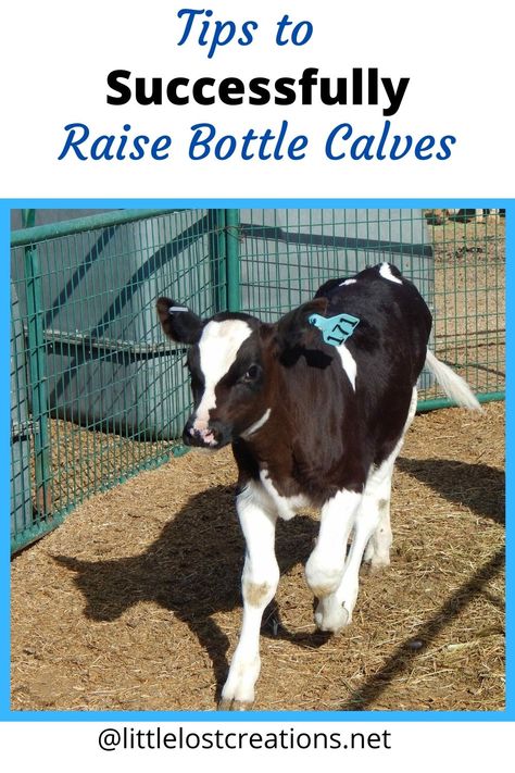 Bottle Calves Raising, Bottle Calf Tips, Bottle Calf Feeding Schedule, Bottle Fed Calves, Raising Cows For Beginners, Bottle Feeding Calves, Calf Pen Ideas, Bottle Calf Pen Ideas, Raising Calves