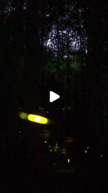 Babak Tafreshi on Instagram: "Sparkling lights of synchronous fireflies in the Great Smoky Mountains. The video is 2x faster than real-time. The floor of this forest canopy in Tennessee is the mating habitat for their largest colony in the Western Hemisphere. They blink in sync and then pause for 7-8 seconds. The benefit of syncing is not clear but they only sync when there are lots of other lightning bugs nearby in a natural darkness. This was filmed last June for Life at Night project with National Geographic Society @insidenatgeo. Music is by my colleague @barbadbayat, a part of our #CelestialOrchestra project. 
Fireflies populations decline worldwide due to pesticide, loss of habitat, and light pollution. The light signal is for mating and it stops in the presence of bright artificial Firefly Video, Synchronous Fireflies, Lightning Bugs, Forest Canopy, 8 Seconds, Sparkling Lights, Light Pollution, In Sync, Great Smoky Mountains