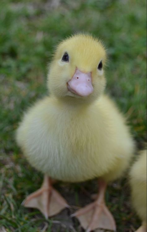 Duck Pictures, Pet Ducks, Cute Ducklings, Baby Duck, Funny Duck, Cute Small Animals, Baby Animals Pictures, Baby Ducks, Pretty Animals