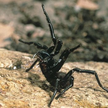 Sydney Funnel Web Spider, Poisonous Insects, Beautiful Spiders, Funnel Web Spider, Arachnids Spiders, Spiders And Snakes, Spider Venom, Spider Species, Deadly Creatures