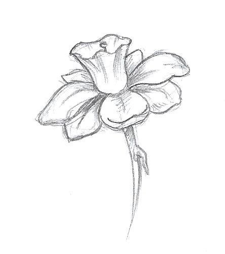 Flower Art Drawing, Flower Sketches, Next Tattoo, Easy Drawings Sketches, Cute Doodles Drawings, Plant Drawing, Nature Drawing, Celebrity Tattoos, Doodle Art Designs