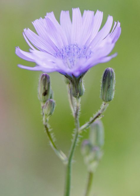 Dandelion, Blue