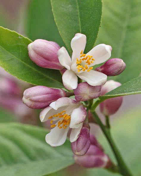 Meyer lemon in bloom Different Foods, Indoor Flowering Plants, Lemon Flowers, Lemon Blossoms, Winter Plants, Meyer Lemon, The Secret Garden, Bonsai Garden, Flower Food