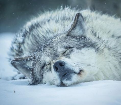 Grey Wolf Aesthetic, Grey Wolf Art, Northwestern Wolf, Winter Apocalypse, Therian Wolf, Aesthetic Wolf, Ice Wolf, Wolf Winter, Grey Wolves