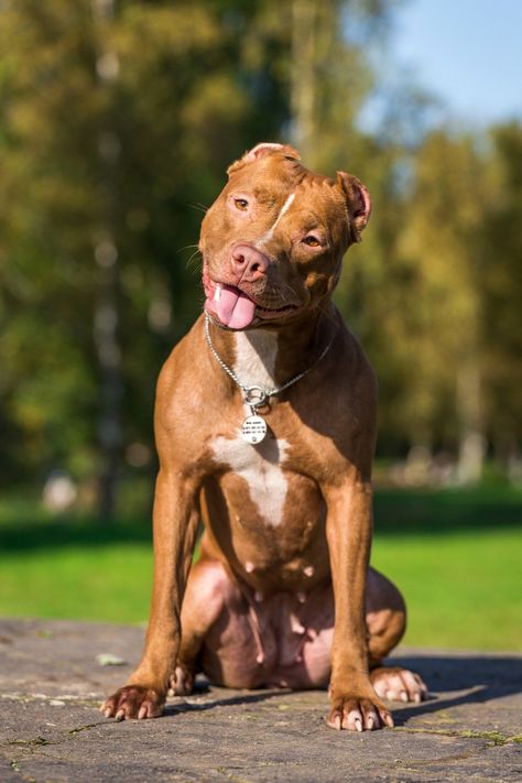 Red Pitbull, American Pitbull Terrier Puppy, Big Pitbull, Staff Bull Terrier, Pitbull Terrier Puppies, Funny Pitbull, Pit Dog, Bully Breeds Dogs, Bull Terrier Puppy