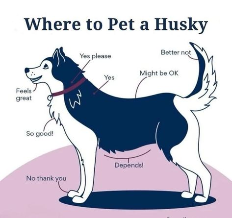 A Husky, Dog Facts, Dog Info, Dog Help, Alaskan Malamute, Healthy Pets, Diy Stuffed Animals, Dog Gifs, Siberian Husky